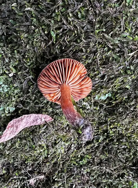 Zasłonak jasnobrązowy (Cortinarius semivestitus)