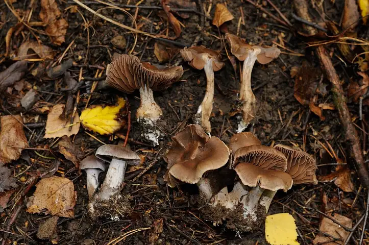 Zasłonak kasztanowy (Cortinarius castaneus)