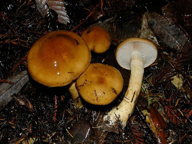 Zasłonak kleisty (Cortinarius mucosus)