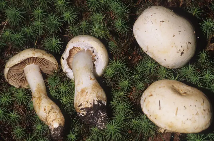 Zasłonak korzeniastotrzonowy (Cortinarius argutus)