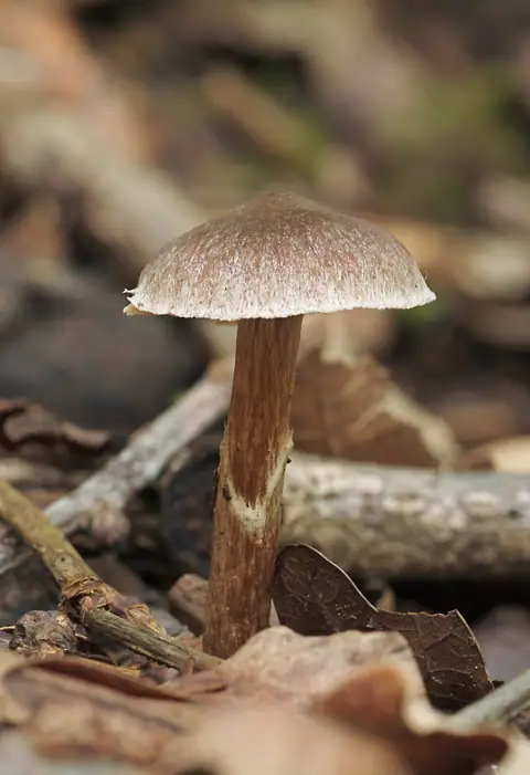 Zasłonak krętonogi (Cortinarius flexipes)