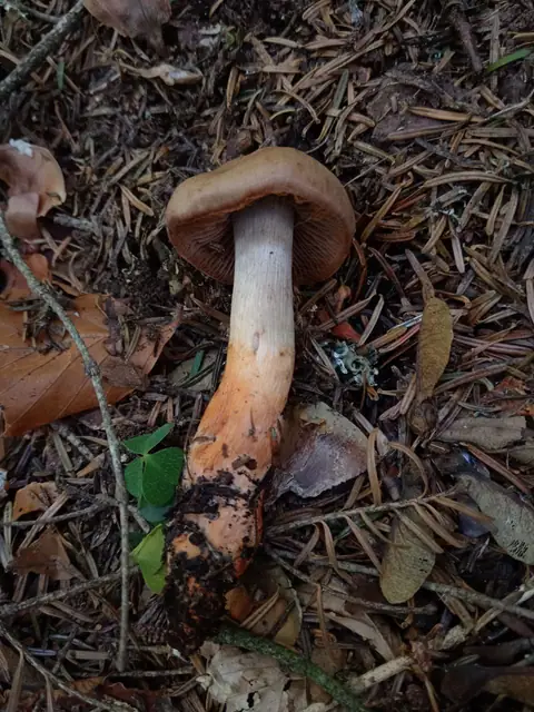 Zasłonak krwawy (Cortinarius bulliardii)