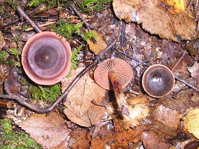 Zasłonak krwistoczerwony (Cortinarius anthracinus)
