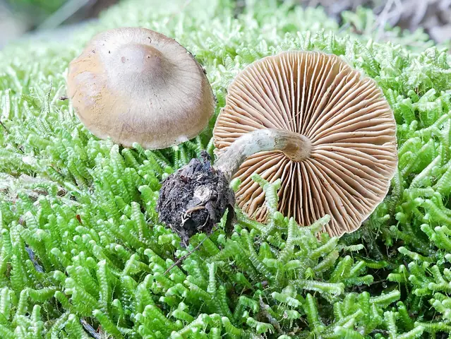Zasłonak krzywonogi (Cortinarius valgus)