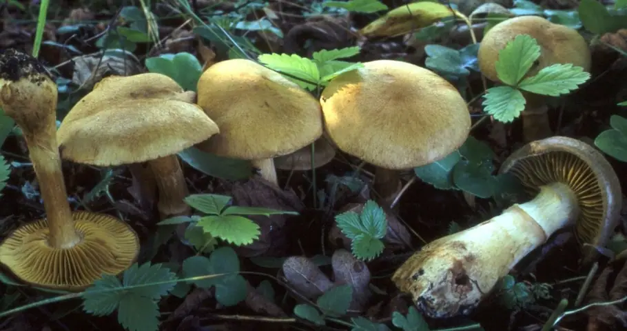Zasłonak kutnerkowy (Cortinarius cotoneus)