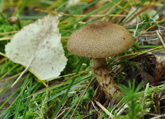 Zasłonak łuseczkowaty (Cortinarius pholideus)