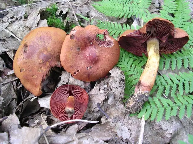 Zasłonak miedzianordzawy (Cortinarius purpureus)