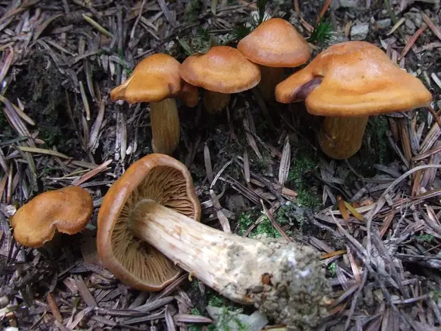 Zasłonak nerkowaty (Cortinarius renidens)