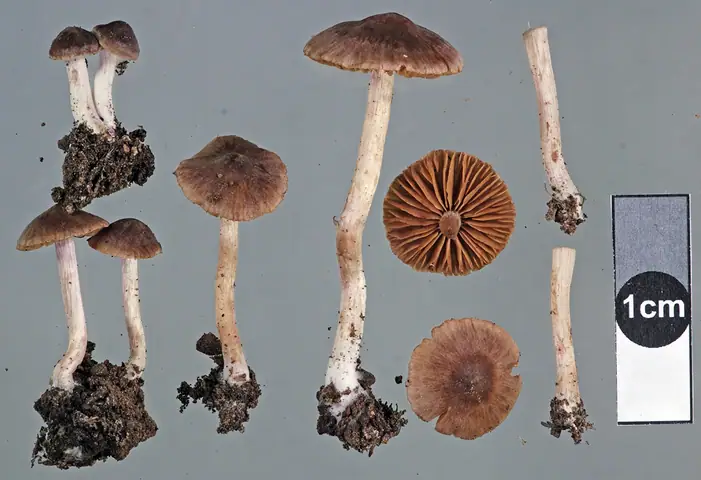 Zasłonak niebieskomiąższowy (Cortinarius saturninus)