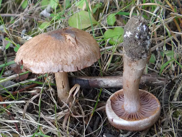 Zasłonak niebieskostopy (Cortinarius glaucopus)