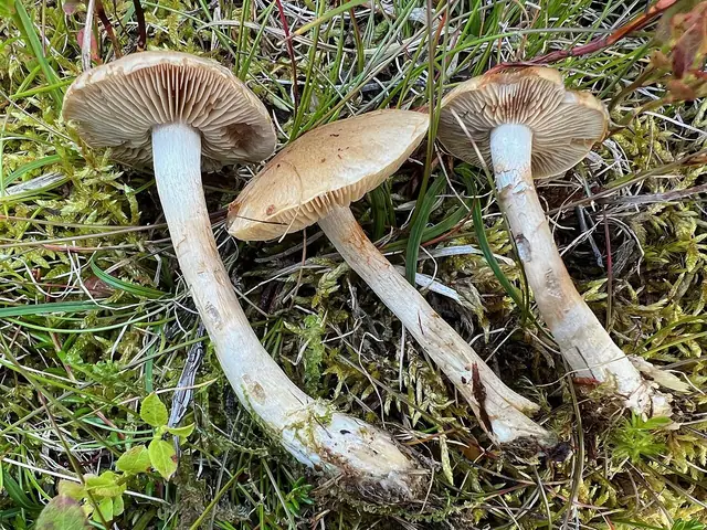 Zasłonak odbarwiony (Cortinarius tabularis)