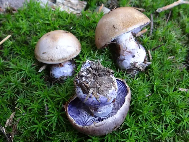 Zasłonak oliwkowobłękitny (Cortinarius cyanites)