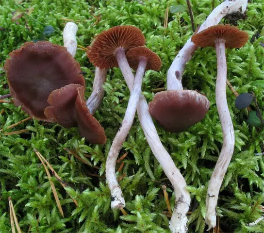 Zasłonak ołowiowy (Cortinarius tortuosus)