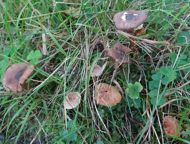 Zasłonak olszynowy (Cortinarius alnetorum)