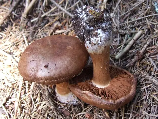 Zasłonak orzechowoczerwonawy (Cortinarius privignoides)