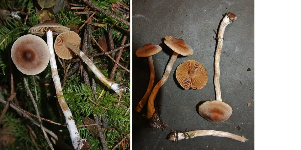 Zasłonak ostry (Cortinarius acutus)
