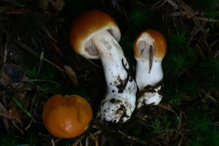 Zasłonak piekący (Cortinarius vibratilis)