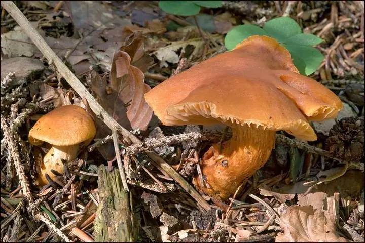 Zasłonak płomienny (Cortinarius callisteus)
