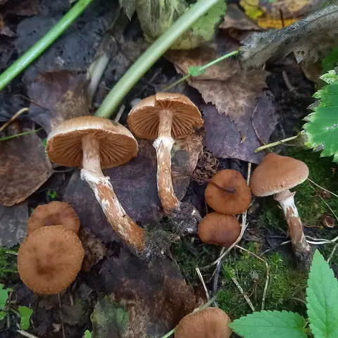 Zasłonak pomarańczowożółty (Cortinarius hinnuloides)