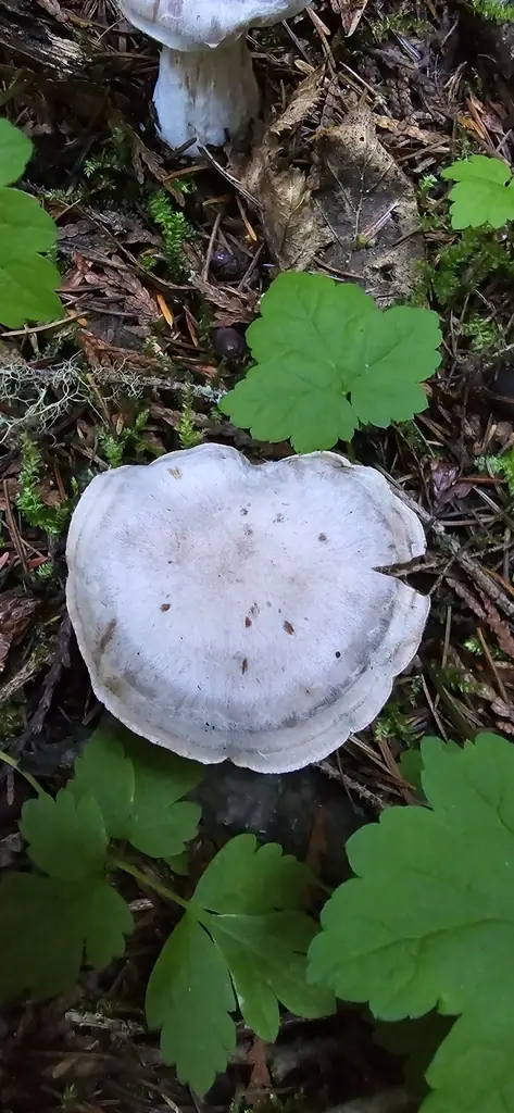 Zasłonak przydrożny (Cortinarius urbicus)