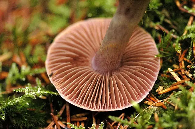 Zasłonak przyprószony (Cortinarius epipoleus)