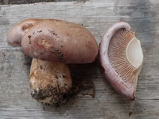 Zasłonak różnobarwny (Cortinarius variecolor)