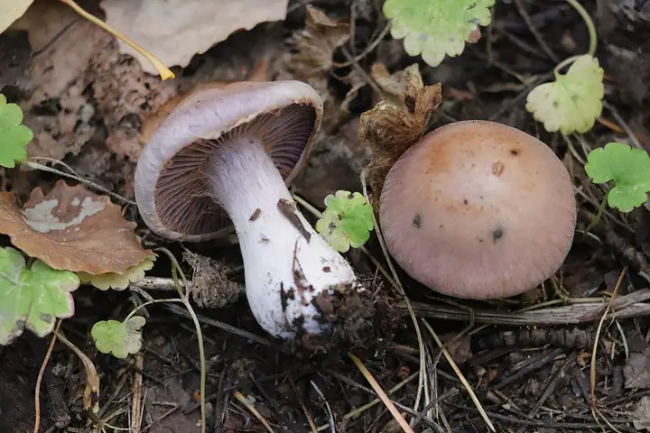 Zasłonak różowonogi (Cortinarius porphyropus)