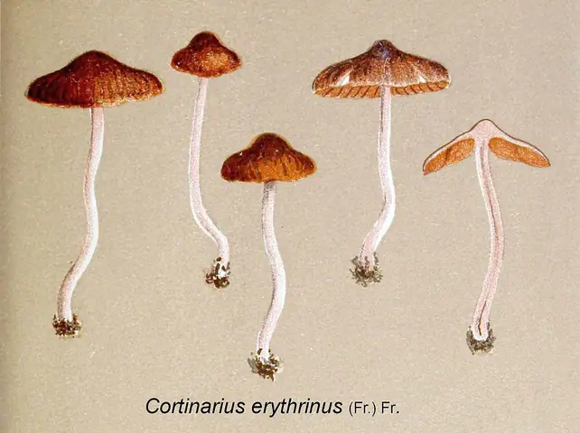 Zasłonak różowotrzonowy (Cortinarius erythrinus)