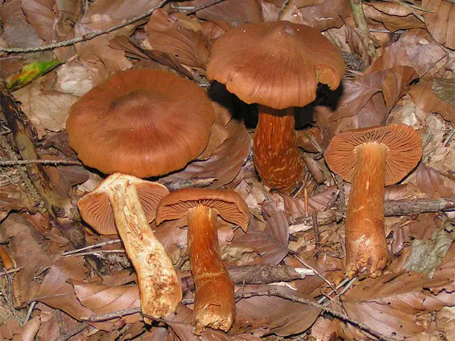 Zasłonak rudawy (Cortinarius rubellus)