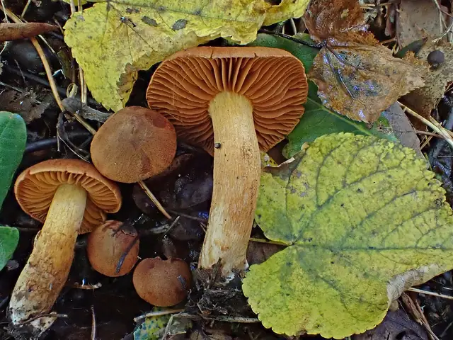 Zasłonak rudy (Cortinarius orellanus)
