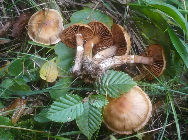 Zasłonak sarni (Cortinarius hinnuleus)