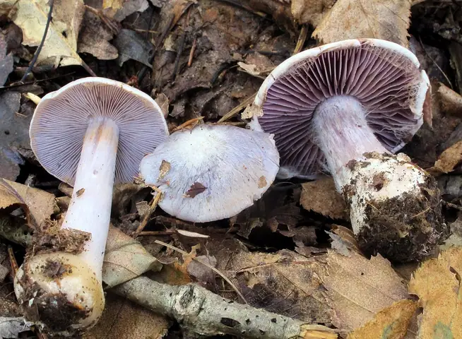 Zasłonak srebrzysty (Cortinarius argentatus)