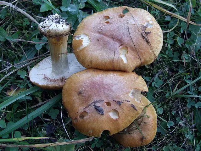 Zasłonak strojny (Cortinarius callochrous)