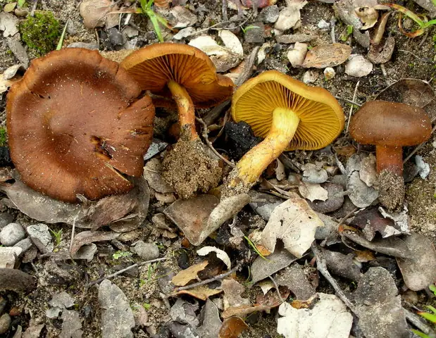 Zasłonak szafranowy (Cortinarius croceus)