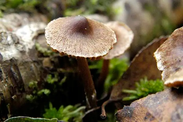 Zasłonak szarofioletowawy (Cortinarius casimirii)