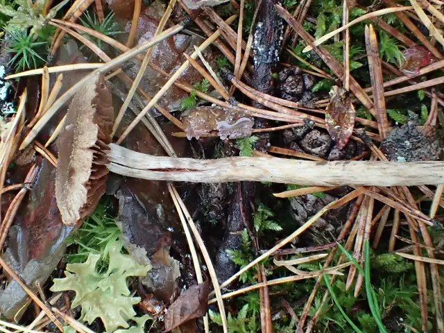 Zasłonak szyszkowaty (Cortinarius angelesianus)