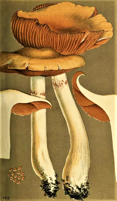 Zasłonak talkowy (Cortinarius sebaceus)