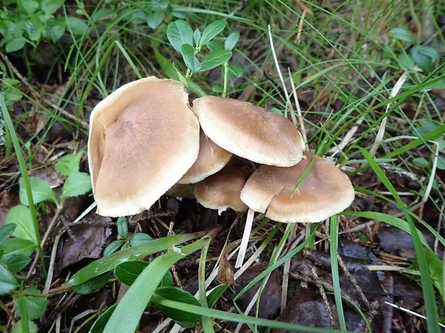 Zasłonak trójbarwny (Cortinarius triformis)
