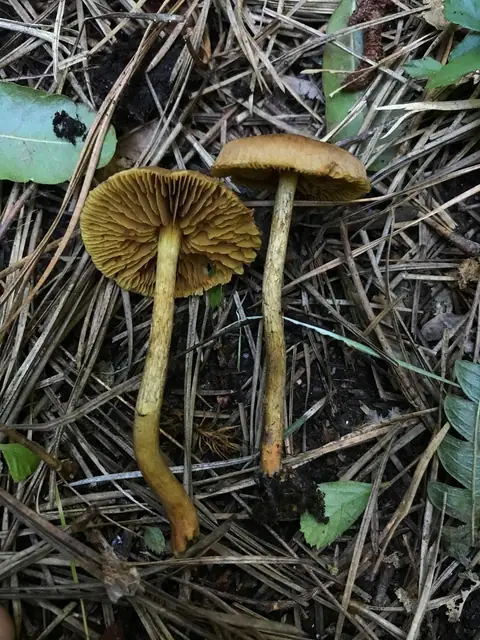 Zasłonak trzęsawiskowy (Cortinarius chrysolitus)