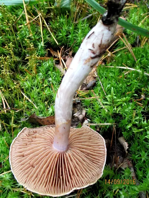 Zasłonak ukośniepierścieniowy (Cortinarius biformis)