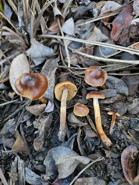 Zasłonak włóknistożółty (Cortinarius saniosus)