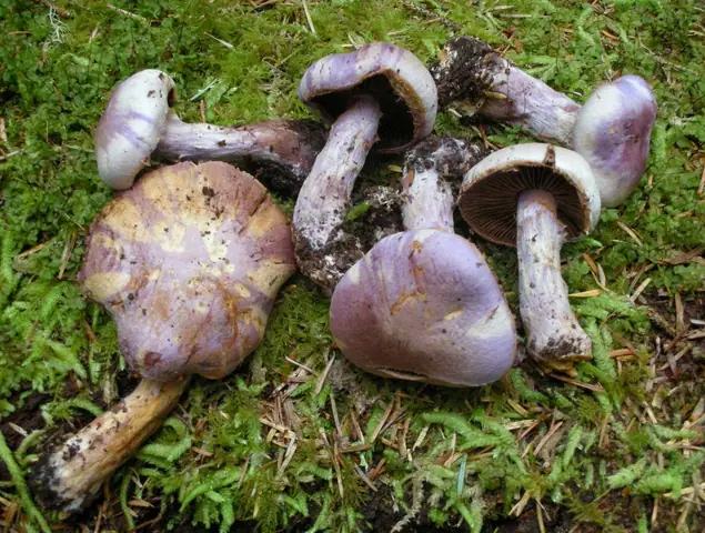Zasłonak wonny (Cortinarius traganus)