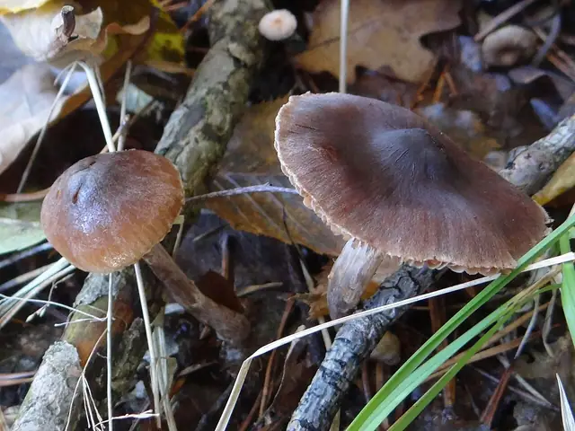 Zasłonak wrzecionowozarodnikowy (Cortinarius fusisporus)