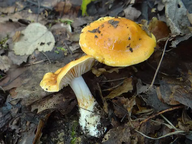 Zasłonak zawoalowany (Cortinarius claricolor)