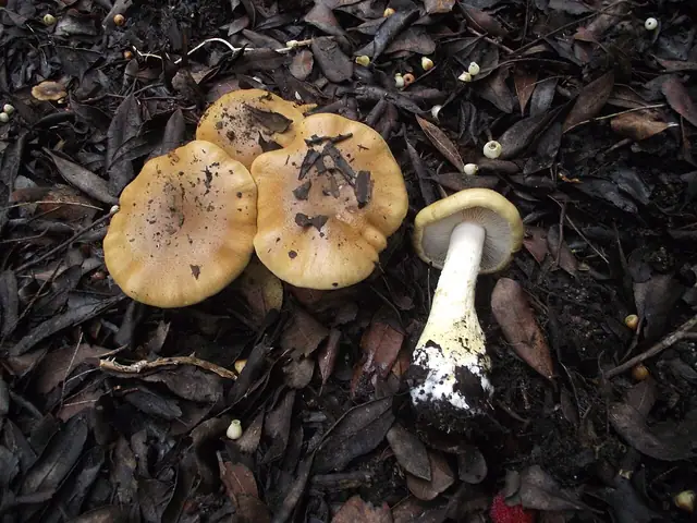 Zasłonak ziarnisty (Cortinarius olidus)