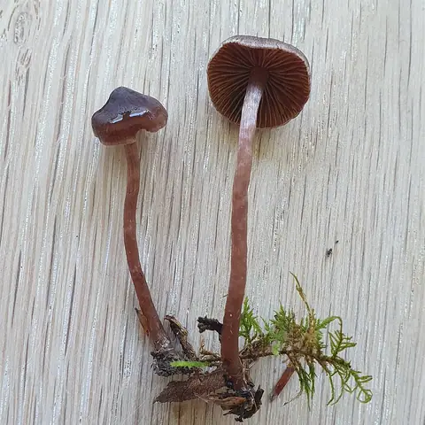 Zasłonak ziemiowonny (Cortinarius umbrinolens)