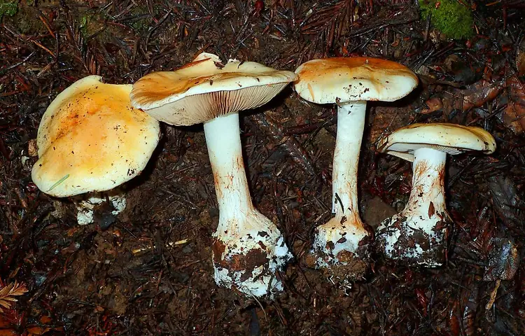 Zasłonak złotożółty (Cortinarius aureofulvus)