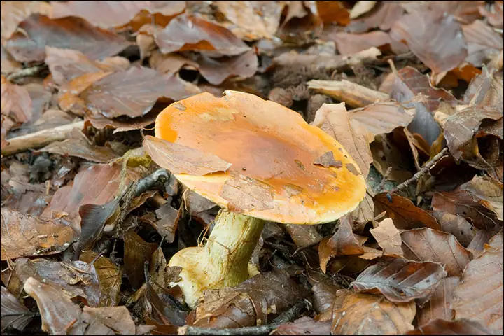 Zasłonak złoty (Cortinarius elegantissimus)