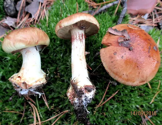 Zasłonak zmiennokształtny (Cortinarius multiformis)