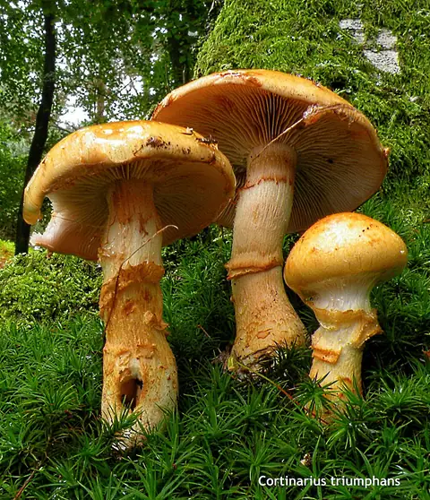 Zasłonak żółtozłoty (Cortinarius triumphans)